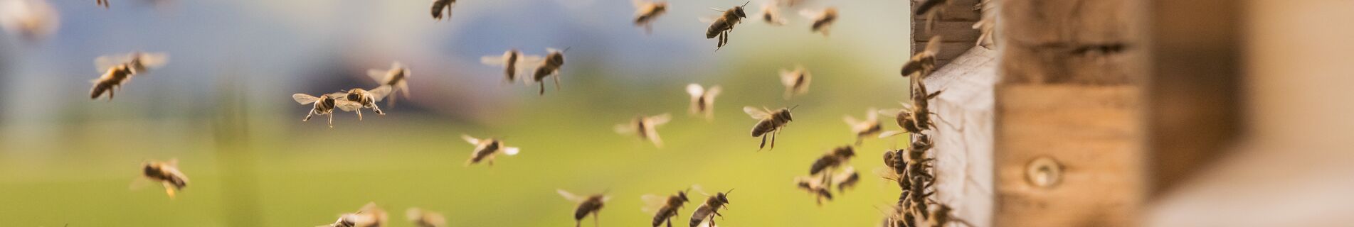 Viele Bienen fliegen zum Eingang des Bienenstocks auf der Hotelwiese