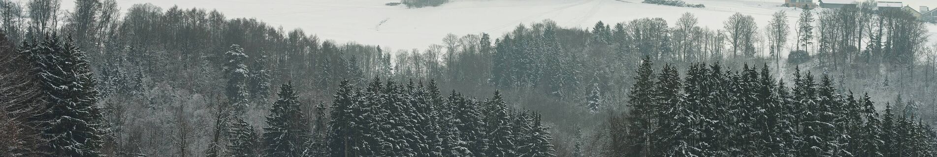 Winterlandschaft mit Schnee, Tannen und rosa Himmel