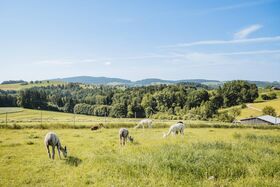 Blick auf die Alpakaweide