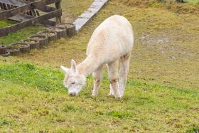 Alpaka grast