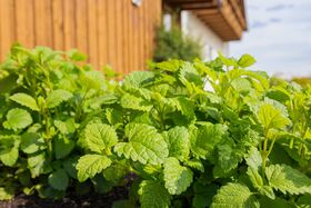 Eigener Kräutergarten