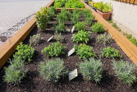 Eigener Kräutergarten