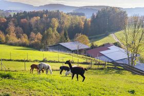Blick auf die Alpakaweide