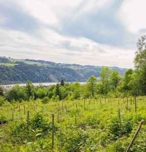Blick auf unsere Baumbepflanzung