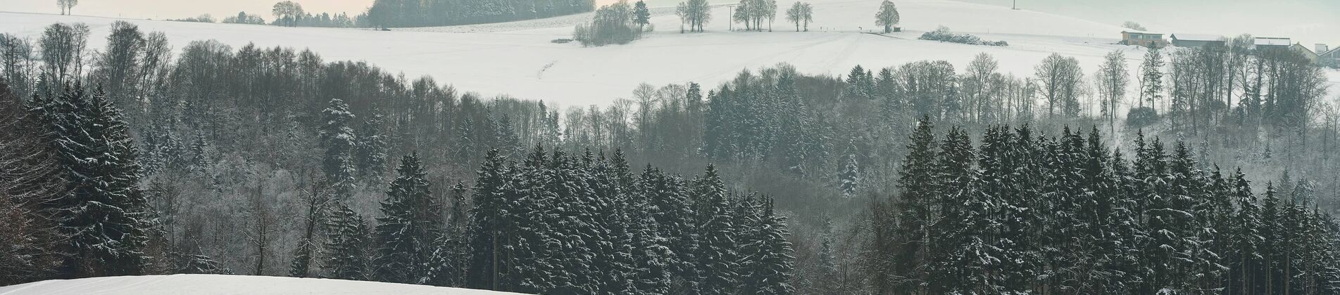 Winterlandschaft mit Schnee, Tannen und rosa Himmel