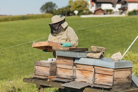 Imker bei der Arbeit am Bienenstock