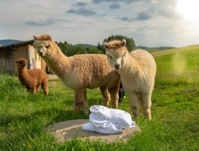 Alpakas im Wellnesshotel Bayerischer Wald Alpakas im Wellnesshotel Bayerischer Wald