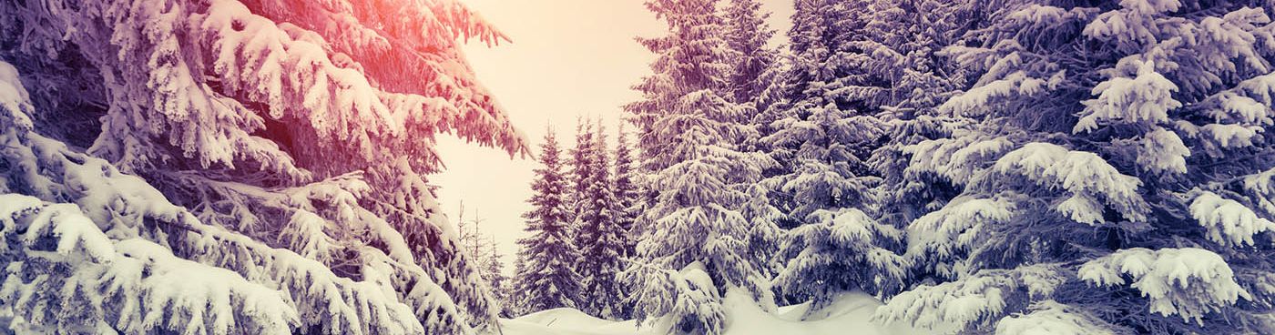 Im Winter - Bild 1