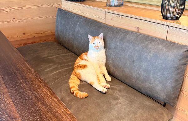 Hotelkatze Pauli