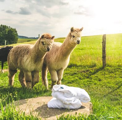 2 Alpakas schauen sich einen zusammengelegten Bademantel auf der Wiese an