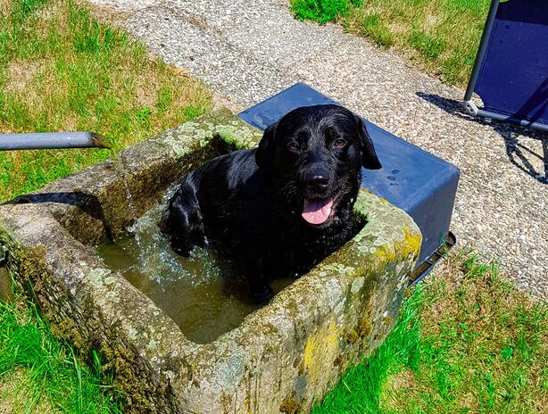 Schwarzer Labrador im steinernen Trog wird an einem heißen Tag gebadet