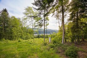 Schild mit Infos bei unseren Baumsetzlingen im Wald