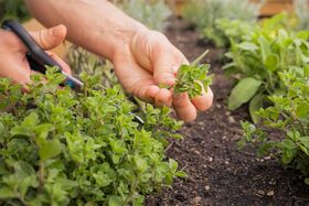 Eigener Wellnessgarten