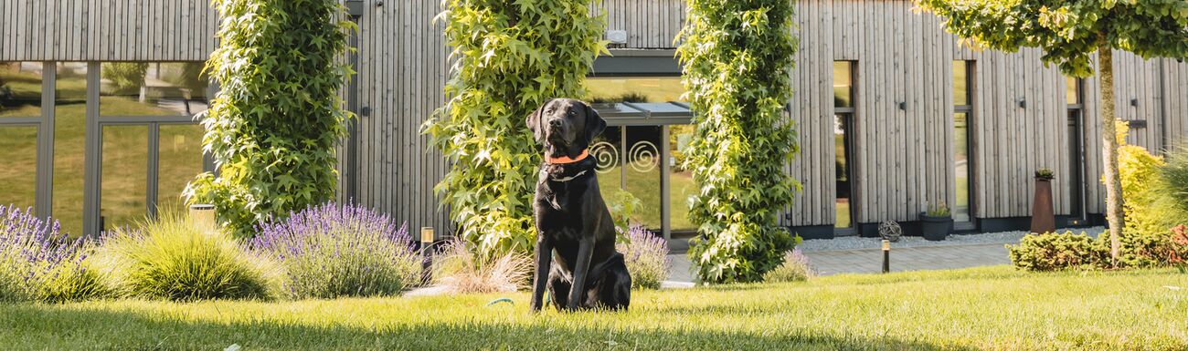 Labradorrüde vorm Hotel