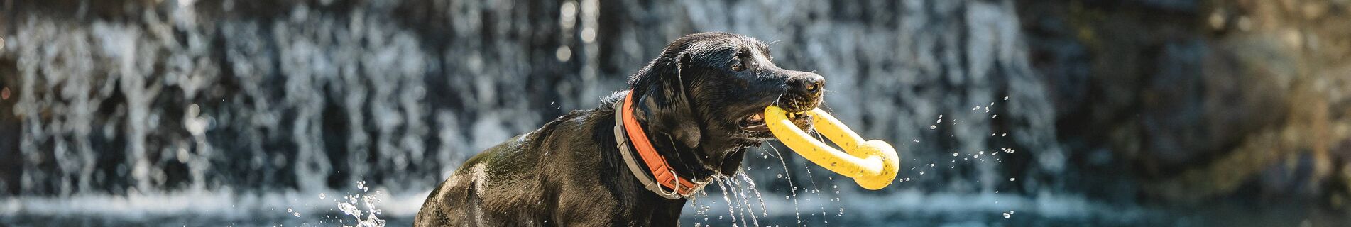 Urlaub mit Hund - Bild 1