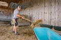 Chef beim Misten im Stall