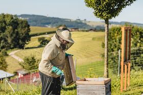 Imker bei der Arbeit am Bienenstock