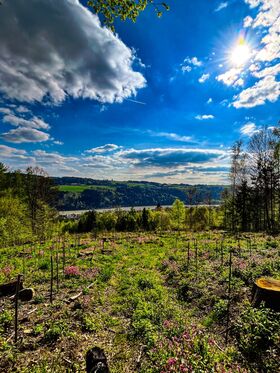 Panoramaausblick von der Baumbepflanzung aus auf Donau, Wald und blauen Himmel