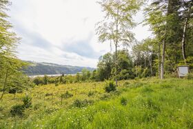 Unsere Baumsetzlinge im Wald