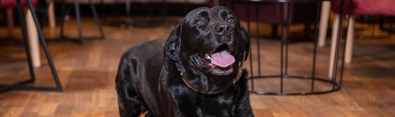Haushund Drago liegt auf dem Boden und schaut in die Kamera
