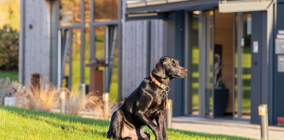 Bild zum Artikel: Urlaub mit Hund im Bayerischen Wald