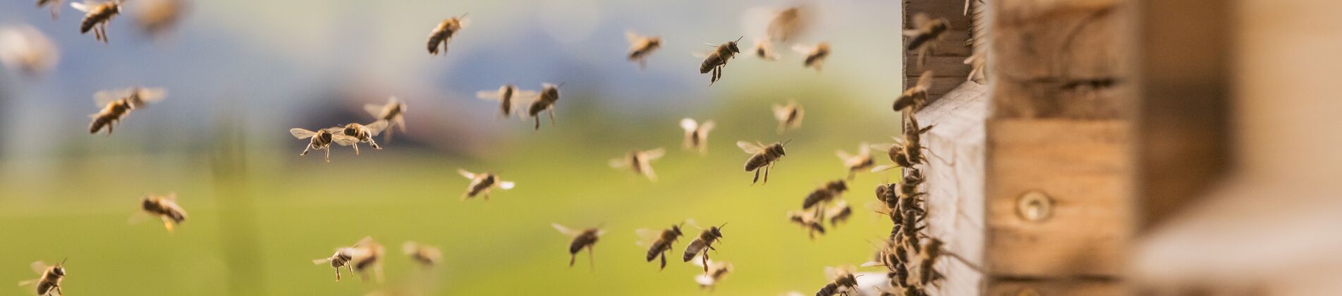 Viele Bienen fliegen zum Eingang des Bienenstocks auf der Hotelwiese