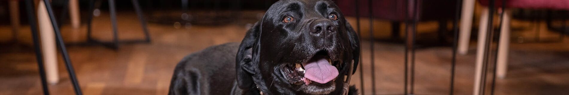 Haushund Drago liegt auf dem Boden und schaut in die Kamera