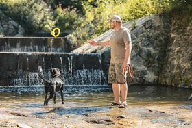 Labrador kühlt sich im Bach ab