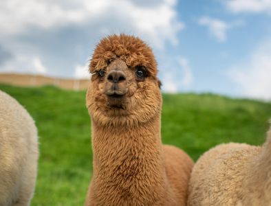 süßes flauschiges braunes Alpaka schaut neugierig direkt in die Kamera