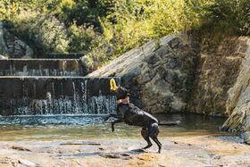 Labrador kühlt sich im Bach ab