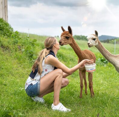 Alpaka schnuppert an Frau. Sieht aus wie ein Kuss