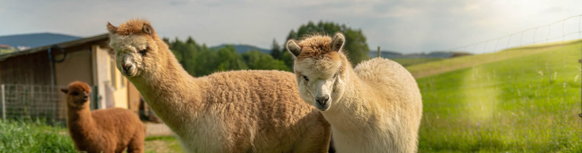 Alpakas im Wellnesshotel Bayerischer Wald
