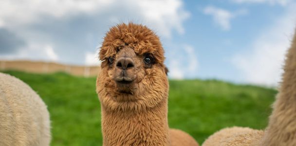 süßes flauschiges braunes Alpaka schaut neugierig direkt in die Kamera