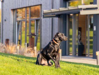 Bild zum Artikel: Hinweise für Hundebesitzer