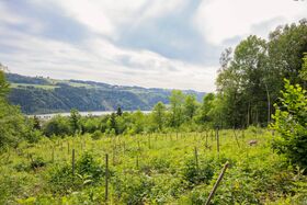 Unsere Baumsetzlinge im Wald