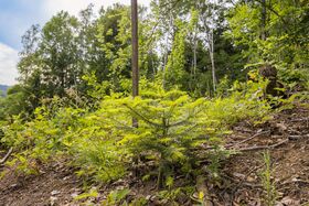 Unsere Baumsetzlinge im Wald