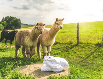 2 Alpakas schauen sich einen zusammengelegten Bademantel auf der Wiese an