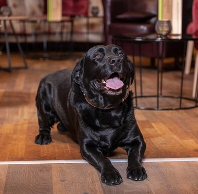 Haushund Drago liegt auf dem Boden und schaut in die Kamera