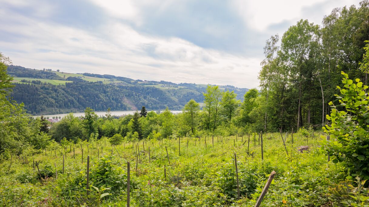 Blick auf unsere Baumbepflanzung