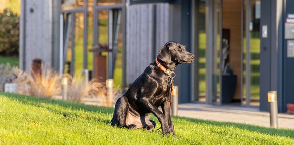 Unser schwarzer Labradorrüde Xaver vorm Hoteleingang