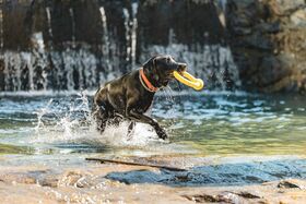 Labrador kühlt sich im Bach ab
