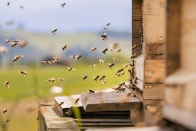 Bienen summen um den Bienenstock