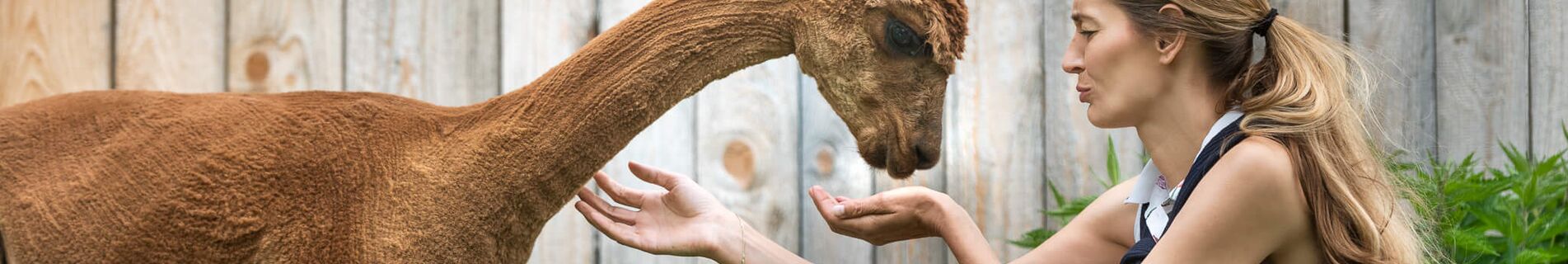 Frau hockt vor Alpaka und streichelt es