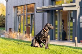 Labradorrüde vorm Hotel