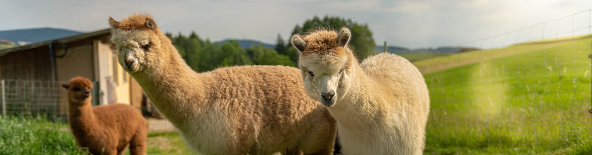 Flauschige Alpakas schauen sich einen Bademantel auf der Wiese an