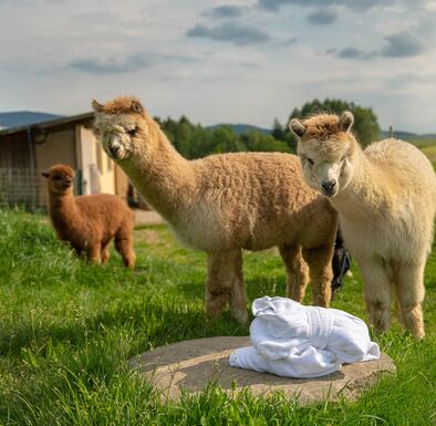 Flauschige Alpakas schauen sich einen Bademantel auf der Wiese an