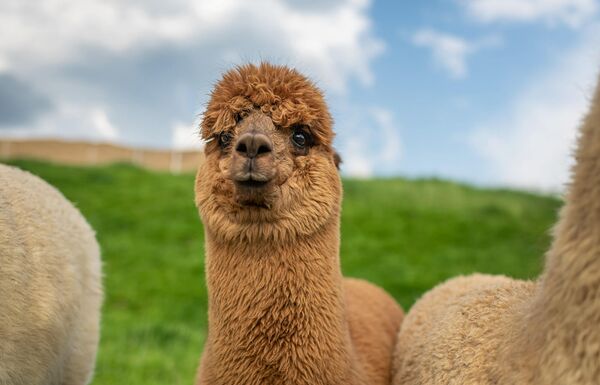 süßes flauschiges braunes Alpaka schaut neugierig direkt in die Kamera