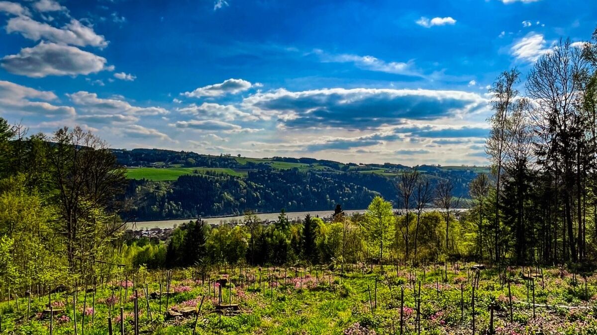 Panoramaausblick von der Baumbepflanzung aus auf Donau, Wald und blauen Himmel