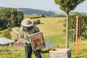 Imker bei der Arbeit am Bienenstock