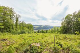 Unsere Baumsetzlinge im Wald